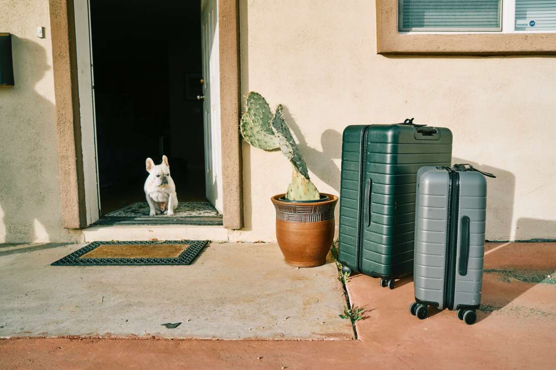white dog sitting in the doorway next to two green suitcases
